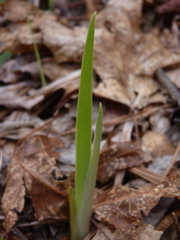 Iris verna