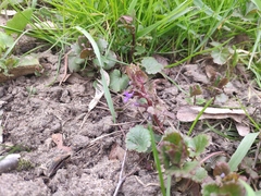 Glechoma hederacea