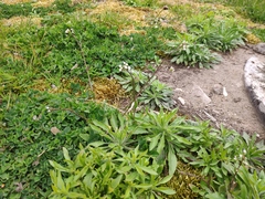 Capsella bursa-pastoris