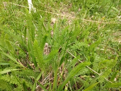 Achillea millefolium