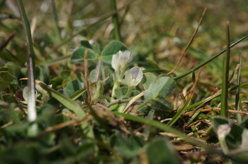 Trifolium subterraneum iNat (2)