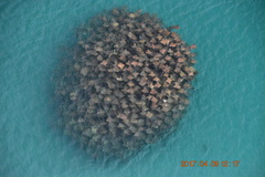 Australian Cownose Ray photo 3