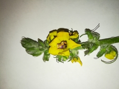 Verbascum boerhavii