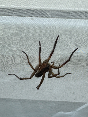 Radiated Wolf Spider
