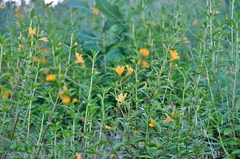 Diplacus longiflorus