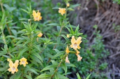 Diplacus longiflorus