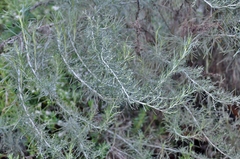 Artemisia californica