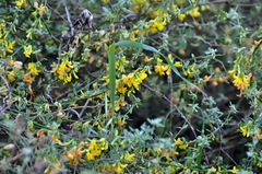 Acmispon glaber