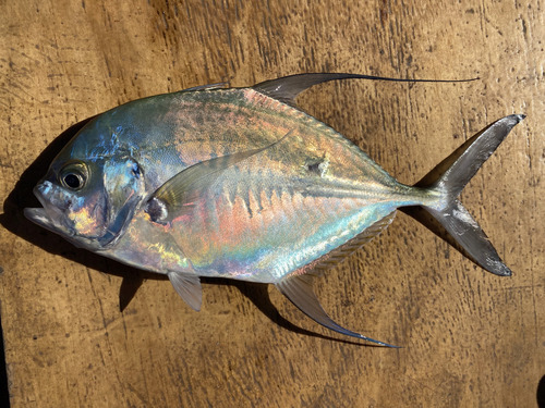 Longfin trevally (Carangoides armatus) — Carangidae — 5
