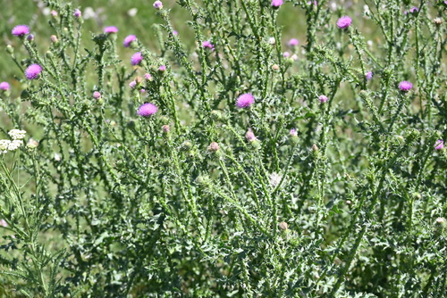 Broad-winged Thistle