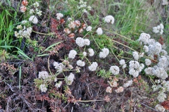 Eriogonum fasciculatum