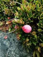 Disterigma empetrifolium