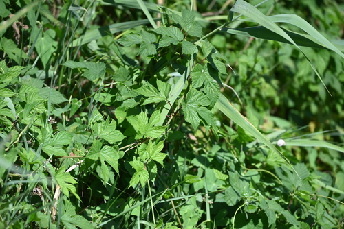 common hops