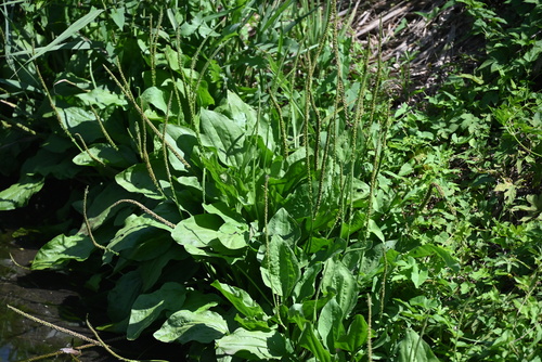 greater plantain