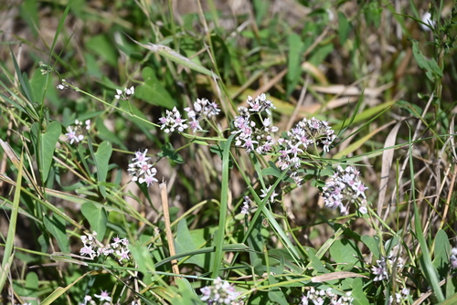 Stranglewort