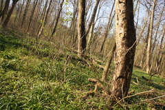 Cryptostroma corticale