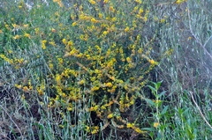 Acmispon glaber