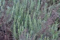 Artemisia californica