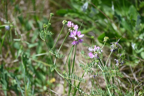 purple crownvetch