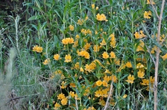 Diplacus longiflorus