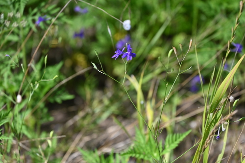 Forking Larkspur