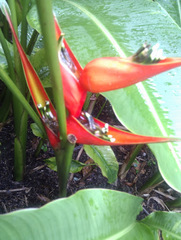 Heliconia stricta