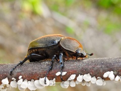 Dynastes septentrionalis