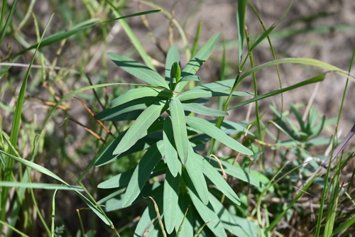 slender leafy spurge