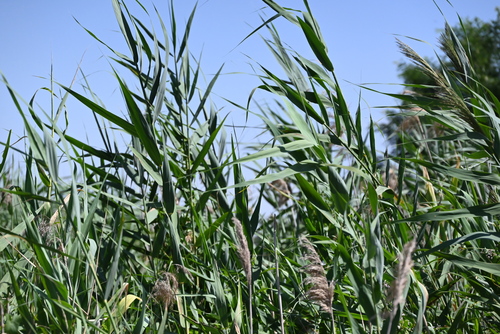 common reed