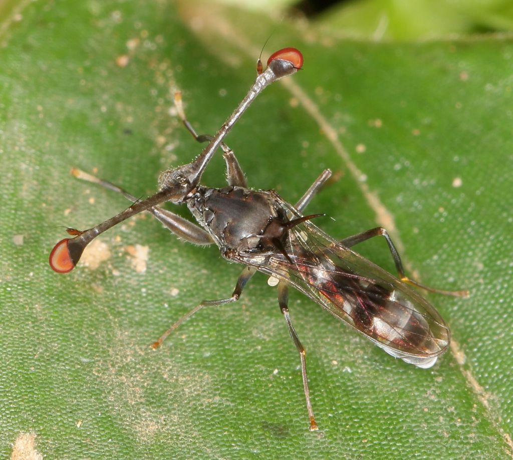 Diasemopsis obstans
