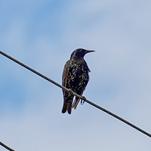 European Starling