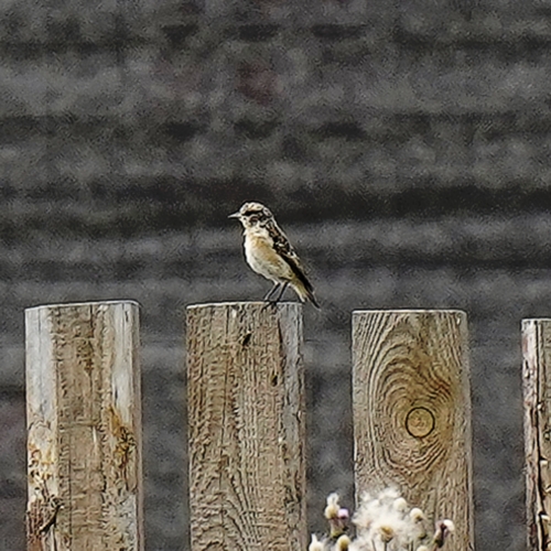 Whinchat