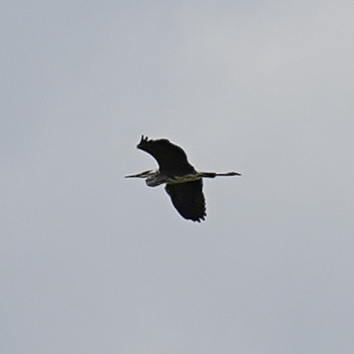 Grey Heron