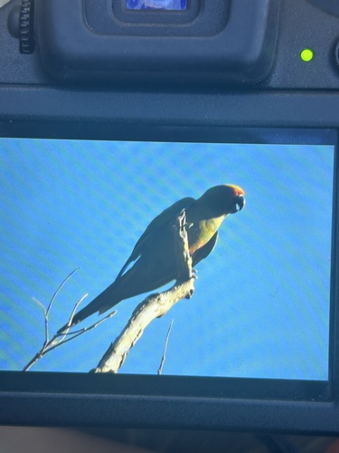Golden-capped Parakeet
