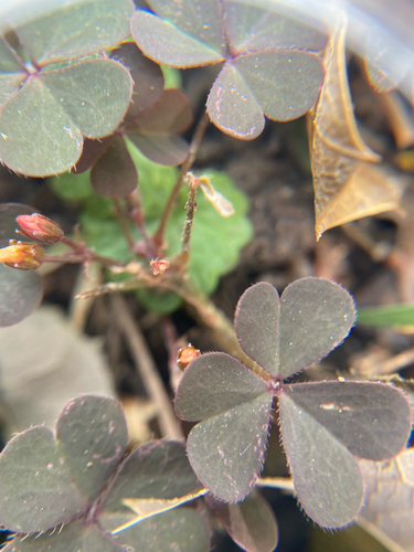Creeping Woodsorrel