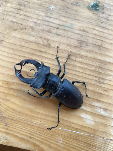 European Stag Beetle