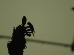 Psittacara holochlorus