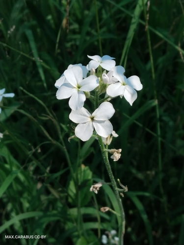Hesperis sibirica, photograph 4