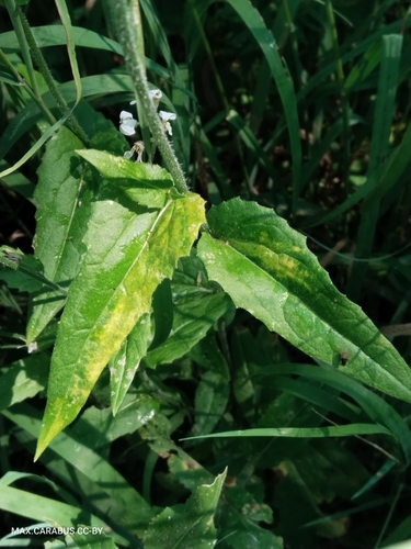 Hesperis sibirica, photograph 5