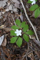 Anemonoides quinquefolia