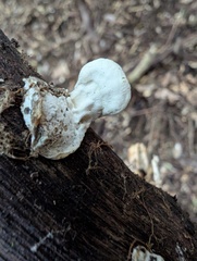 Loweomyces fractipes