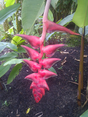 Heliconia longa