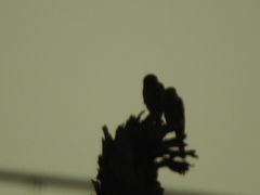 Psittacara holochlorus