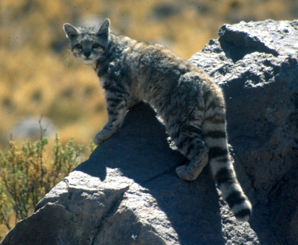 Andean Cat