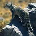 Andean Cat - Photo (c) 
Jim Sanderson, some rights reserved (CC BY-SA)