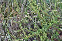 Eriogonum fasciculatum