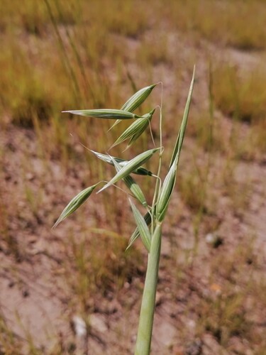 Наблюдение на iNaturalist