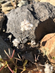 Stylocline micropoides