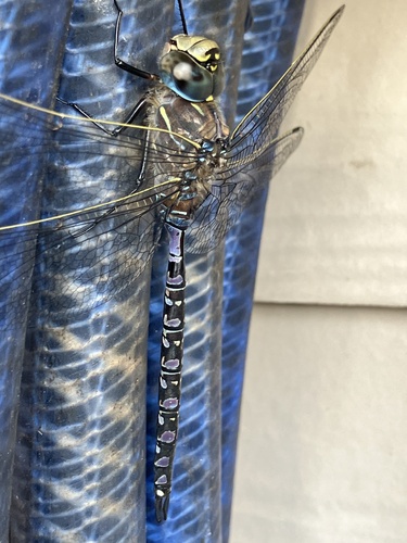 Variable Darner
