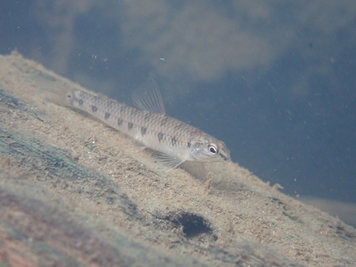 South American darter (Characidium steindachneri) — Crenuchidae — 2